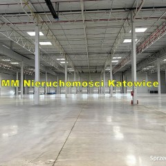 Hale do wynajęcia do 13.000 m2 Ruda Śląska przy A4 - 0% PROWIZJI!