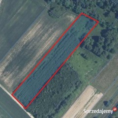 Działka z wierzbą energetyczną