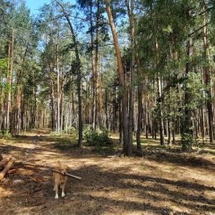 Wynajmę domek w Jabłonowcu(5km Farma Iluzji)dla4 osób-las ci